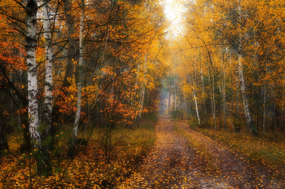 Фотографія Рассыпая золото листвы / Галанзовская Оксана / photographers.ua