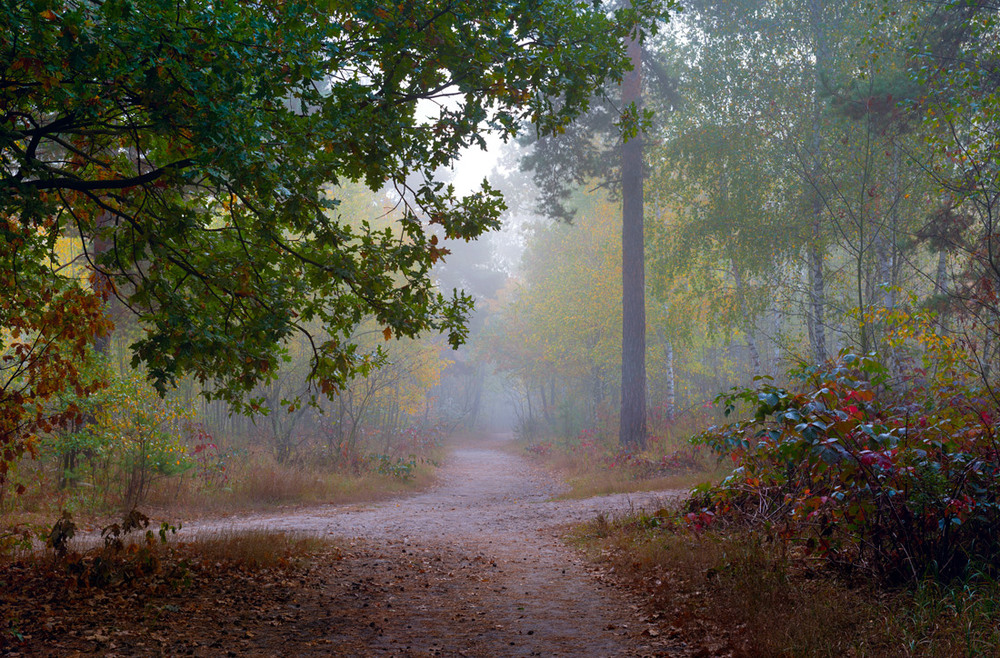 Фотографія Туманное утро в лесу / Галанзовская Оксана / photographers.ua