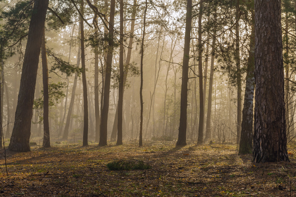 Фотографія Окутал пеленой туман апрельский лес... / Галанзовская Оксана / photographers.ua