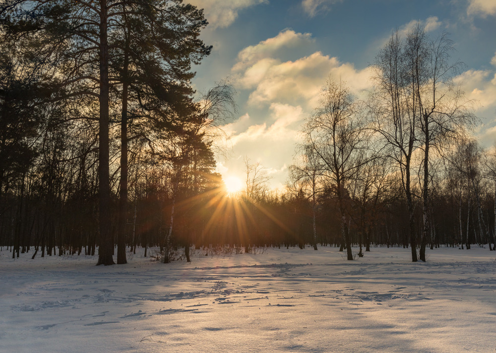 Фотографія Ранок у зимовому лісі / Галанзовская Оксана / photographers.ua