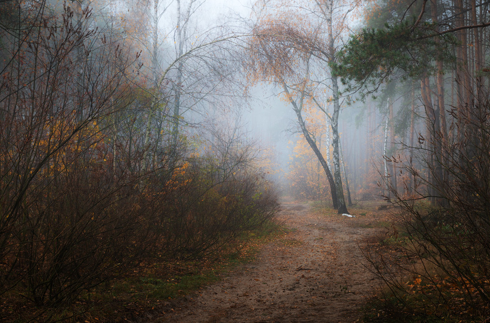 Фотографія Ноябрь, плывут туманы белые / Галанзовская Оксана / photographers.ua