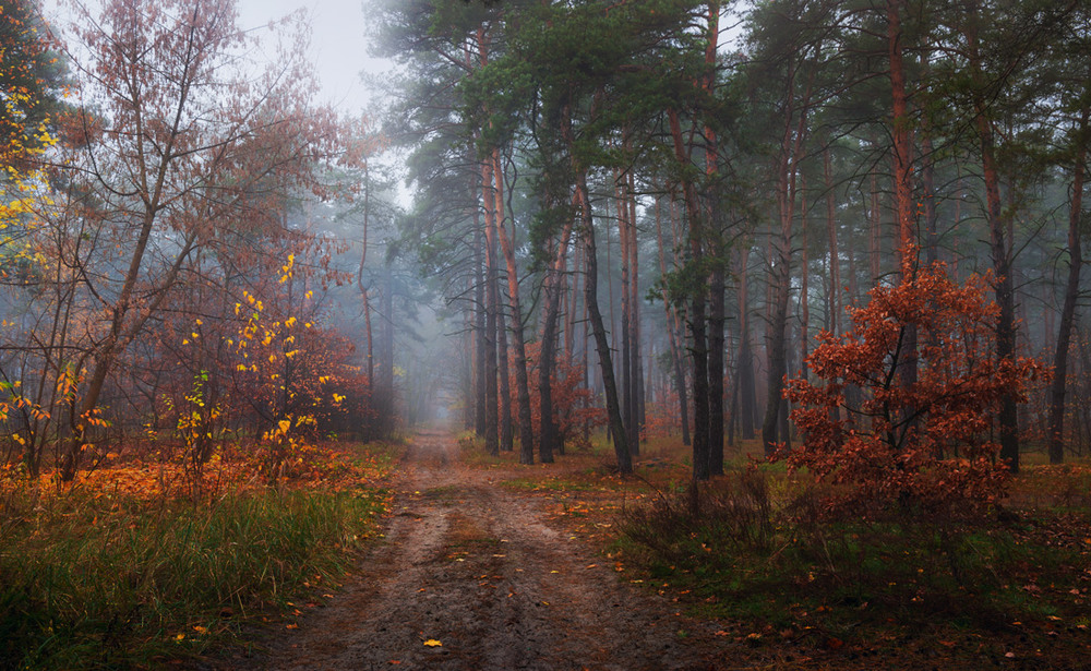 Фотографія Горит пожар осенних листьев / Галанзовская Оксана / photographers.ua