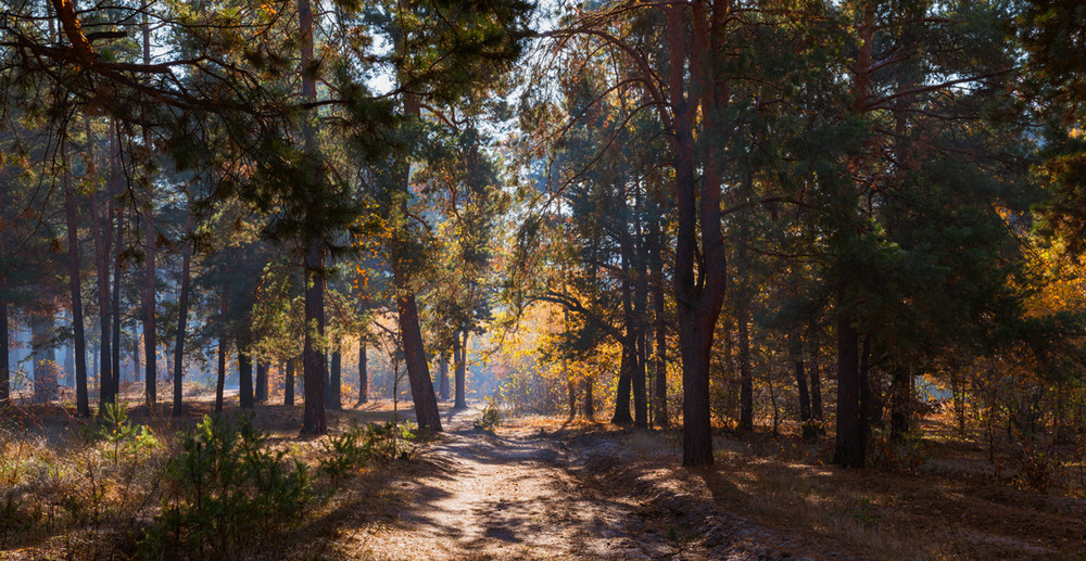 Фотографія Дышал прохладой лес осенний / Галанзовская Оксана / photographers.ua
