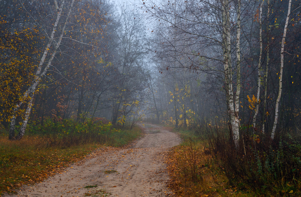 Фотографія Редеет лес, холодней стали ночи / Галанзовская Оксана / photographers.ua