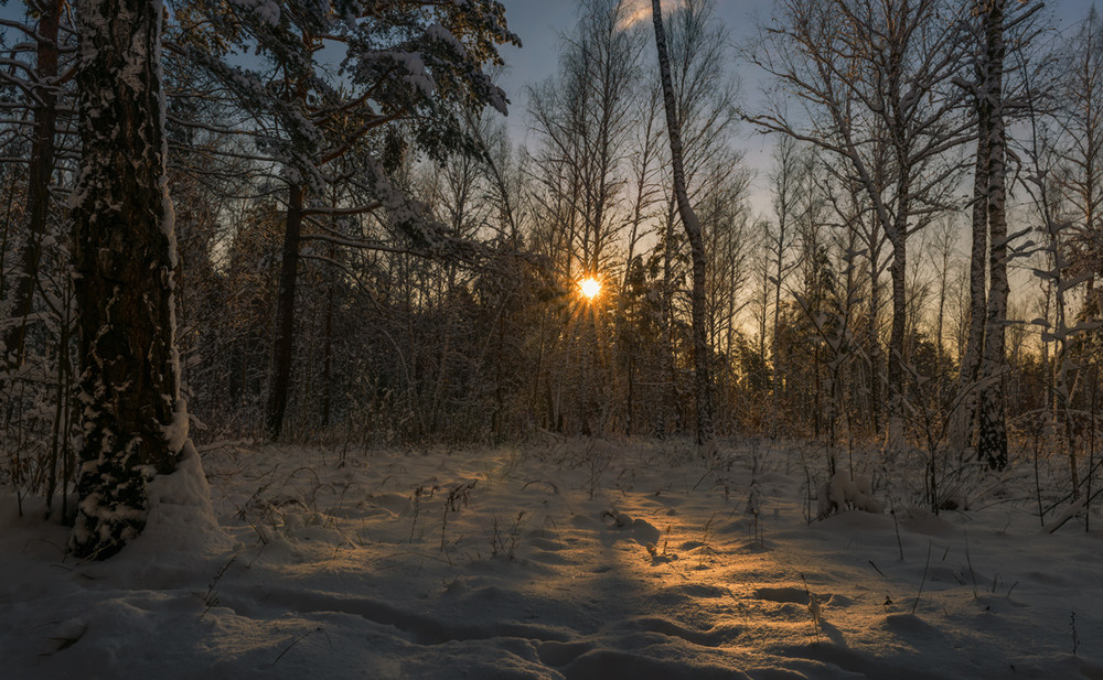 Фотографія Золотило солнце лес / Галанзовская Оксана / photographers.ua