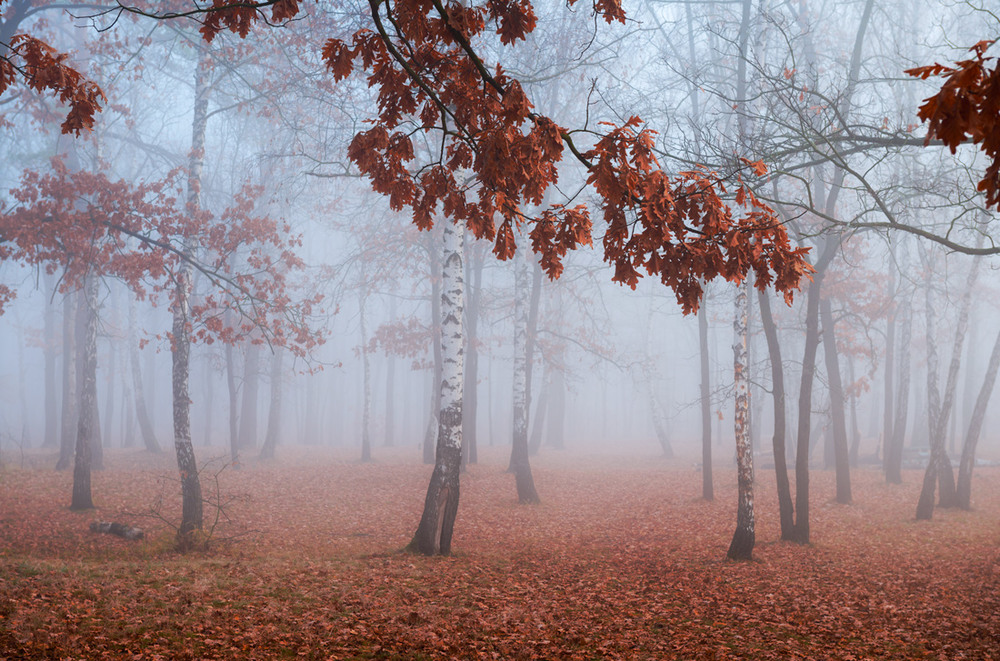 Фотографія Седой туман ползёт дубовой рощей / Галанзовская Оксана / photographers.ua