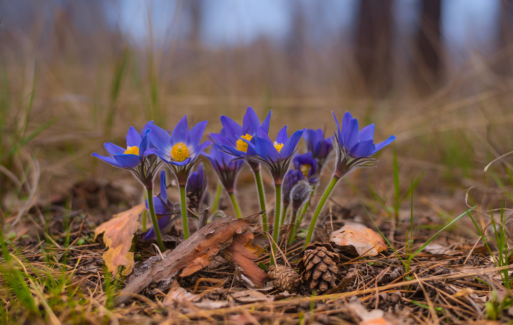 Фотографія На опушке синим цветом расцветает сон-трава / Галанзовская Оксана / photographers.ua