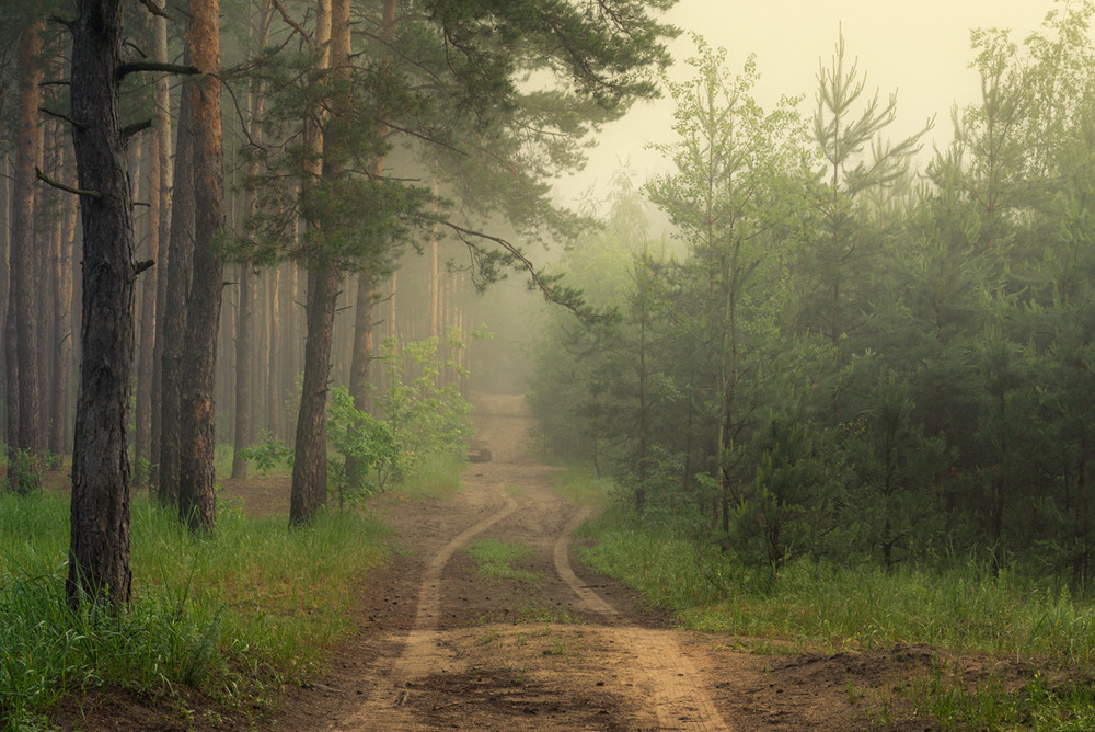 Фотографія Чарующий туман окутал летний лес / Галанзовская Оксана / photographers.ua