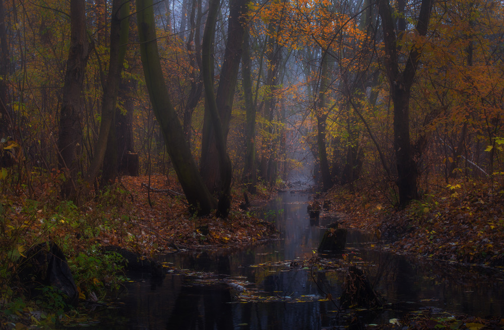 Фотографія Поселилась осень на лесной речушке / Галанзовская Оксана / photographers.ua