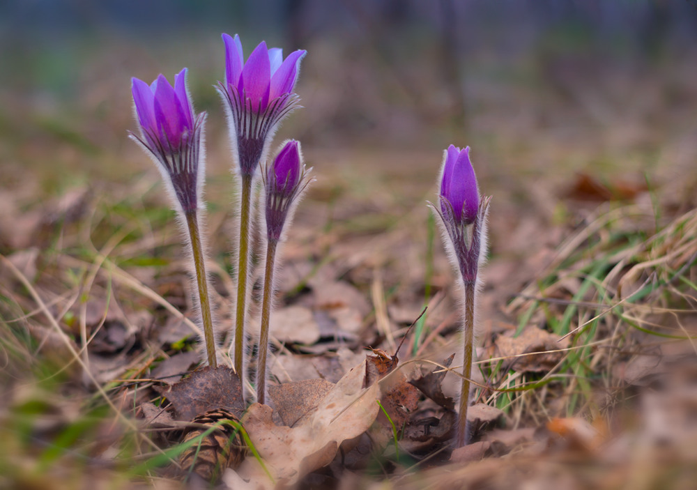 Фотографія Пришла весна с цветами вешними / Галанзовская Оксана / photographers.ua