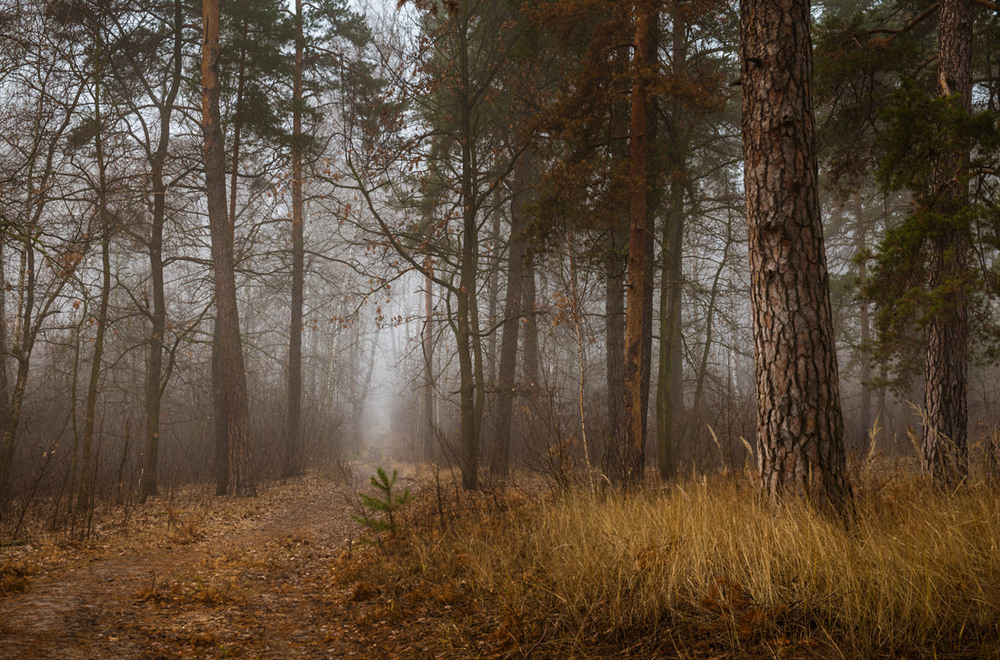 Фотографія І тихим голосом шепочуться дерева / Галанзовская Оксана / photographers.ua