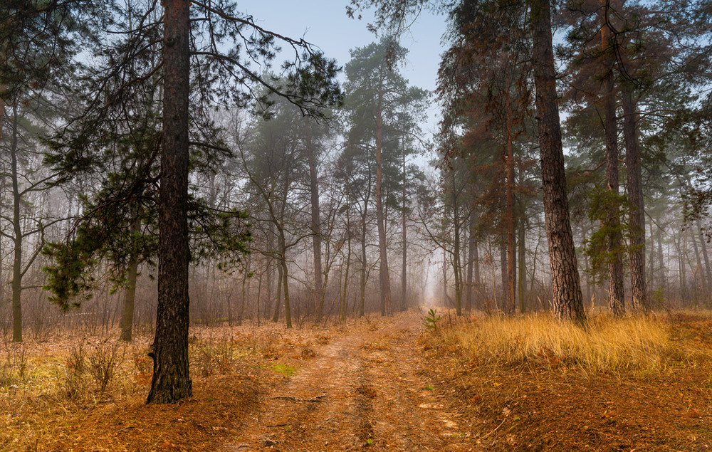 Фотографія Туманний смуток лежить у лісі поперек стежок / Галанзовская Оксана / photographers.ua