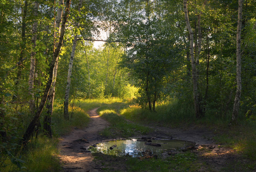 Фотографія Вечерние тропы лесные. Июль / Галанзовская Оксана / photographers.ua