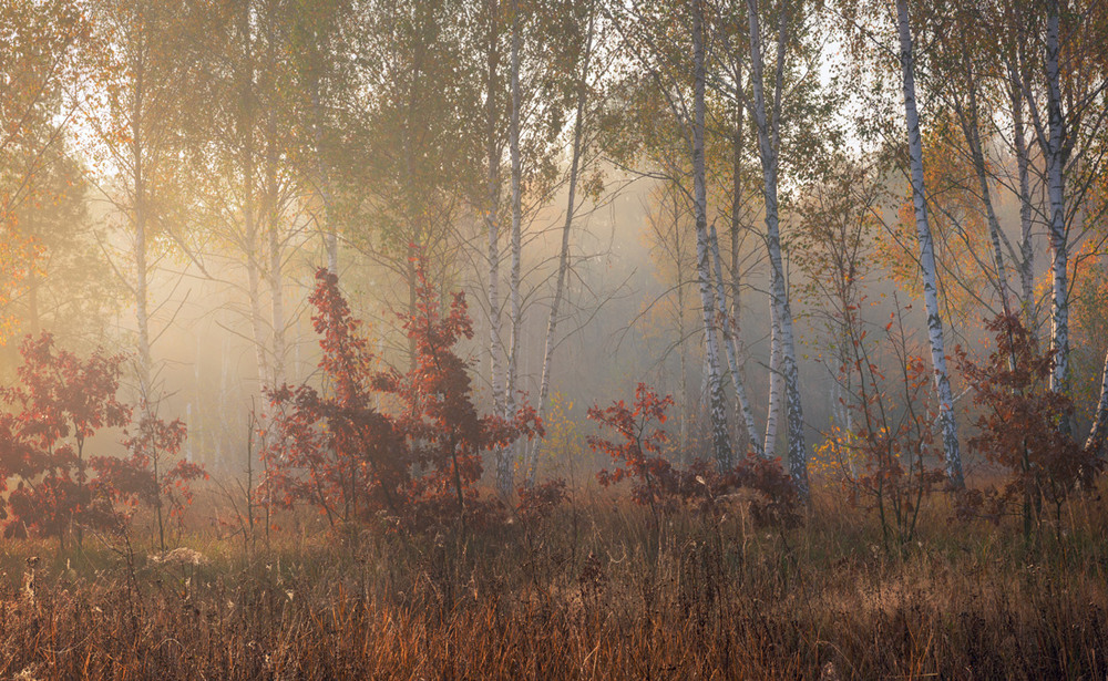 Фотографія Туманное утро на лугу, октябрь / Галанзовская Оксана / photographers.ua
