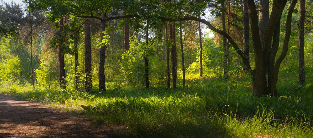 Фотографія Летнее утро в лесу / Галанзовская Оксана / photographers.ua