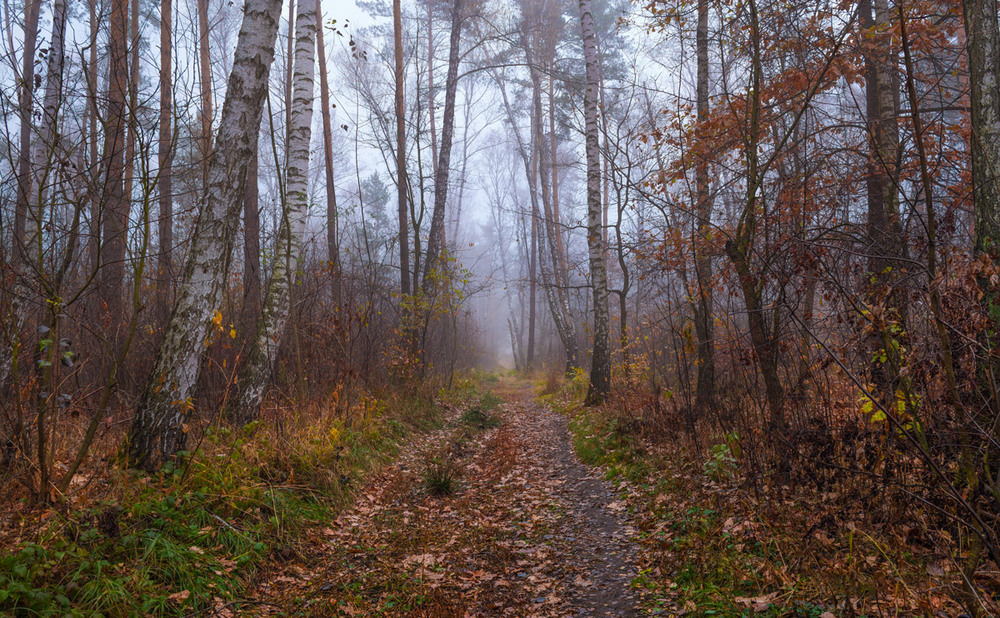 Фотографія Задержалась осень на болоте / Галанзовская Оксана / photographers.ua