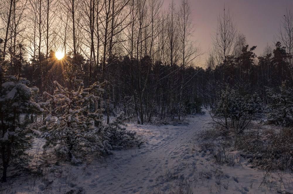 Фотографія На лес наступала холодная ночь / Галанзовская Оксана / photographers.ua