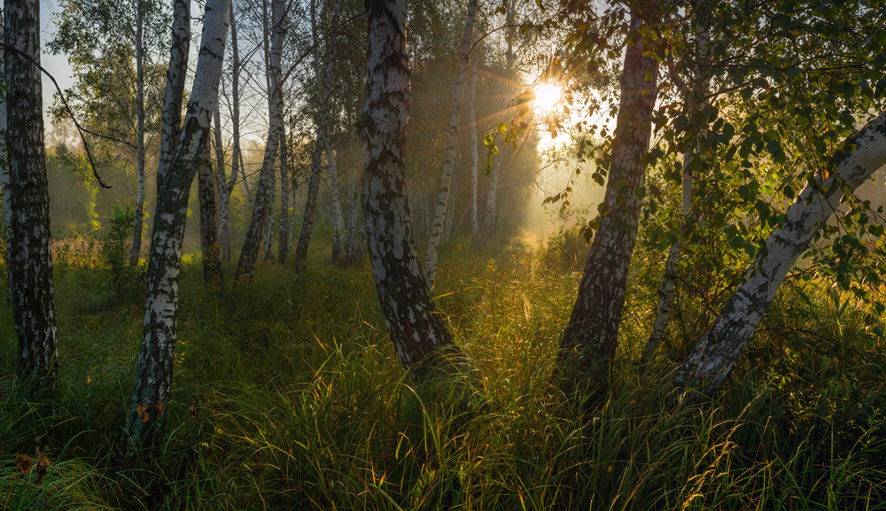 Фотографія Упало солнце в шелковые травы / Галанзовская Оксана / photographers.ua
