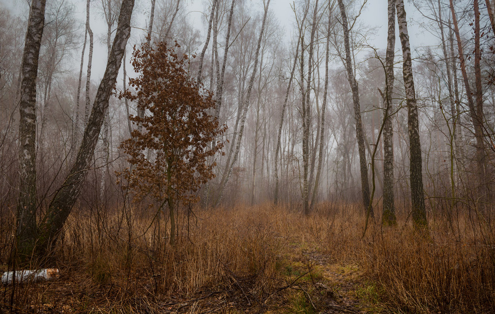 Фотографія Декабрьский туман / Галанзовская Оксана / photographers.ua