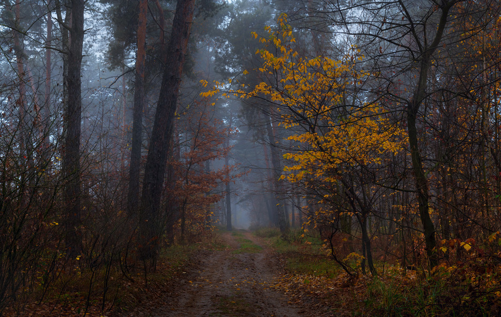 Фотографія Туманны дали, лес затих без птиц / Галанзовская Оксана / photographers.ua