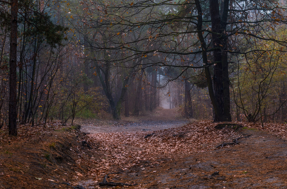 Фотографія Иссиня-чёрные тени тихих ноябрьских лесов / Галанзовская Оксана / photographers.ua