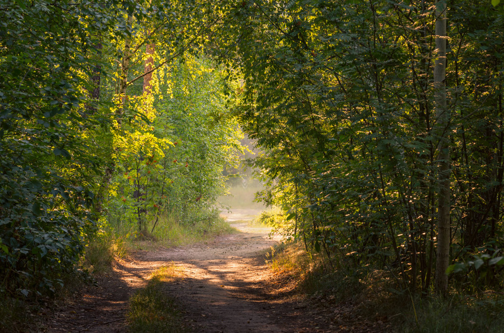 Фотографія Июльское утро в лесу / Галанзовская Оксана / photographers.ua