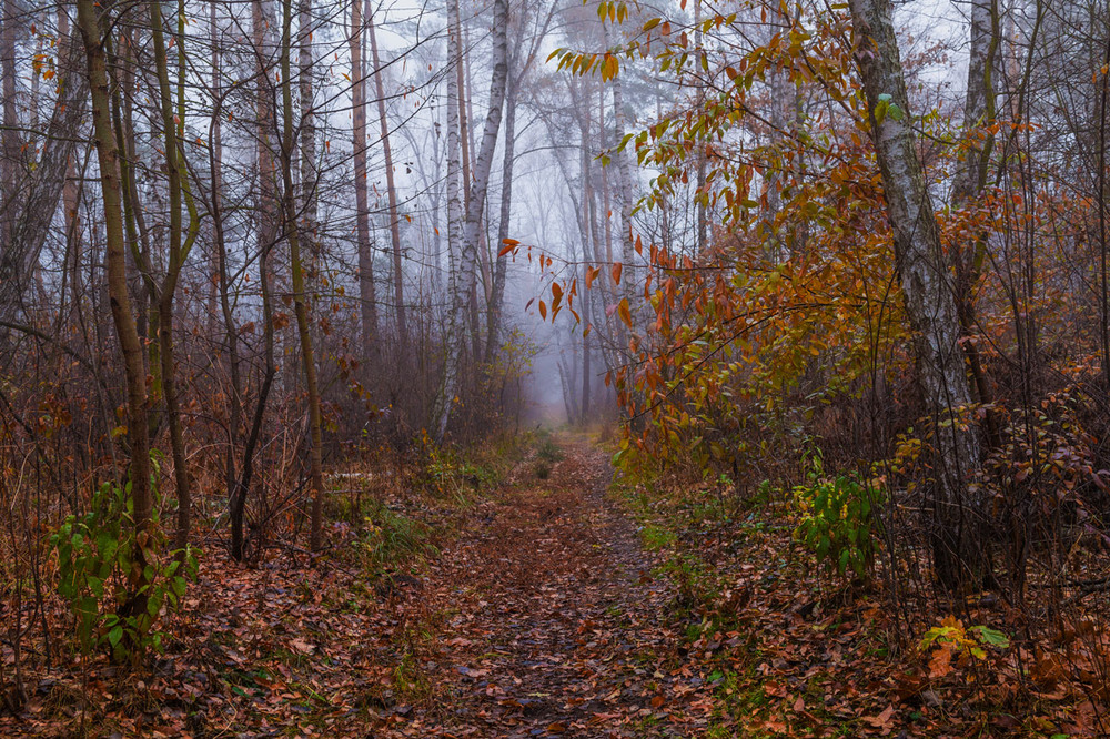 Фотографія В серебристом и густом тумане я брожу, усталости не зная / Галанзовская Оксана / photographers.ua