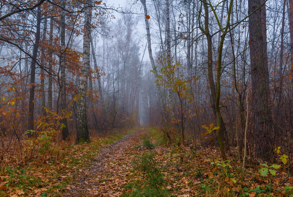 Фотографія Холодные туманы осени / Галанзовская Оксана / photographers.ua
