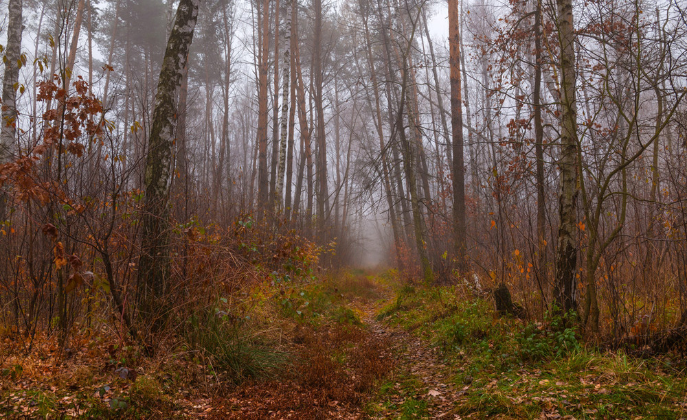Фотографія Тропами осеннего тумана я брожу, усталости не зная / Галанзовская Оксана / photographers.ua