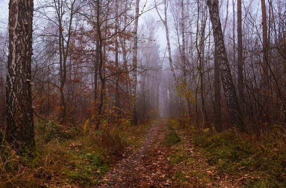 Фотографія Торжествовала осень на болоте / Галанзовская Оксана / photographers.ua