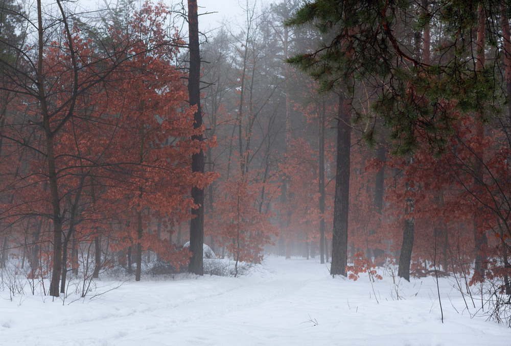 Фотографія Зимний сон / Галанзовская Оксана / photographers.ua