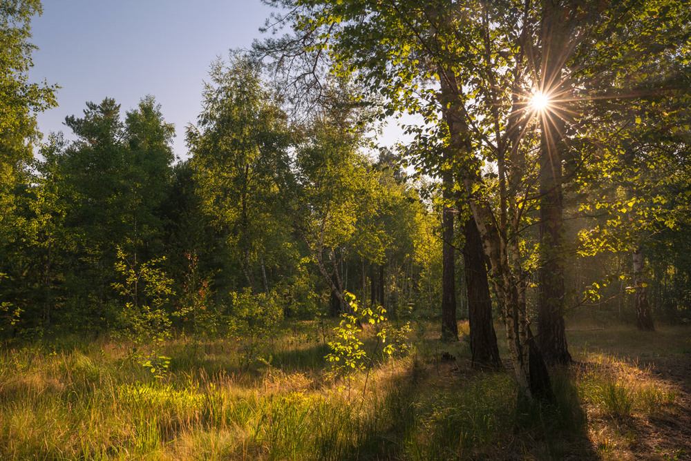 Фотографія Утро в лесу, июль / Галанзовская Оксана / photographers.ua