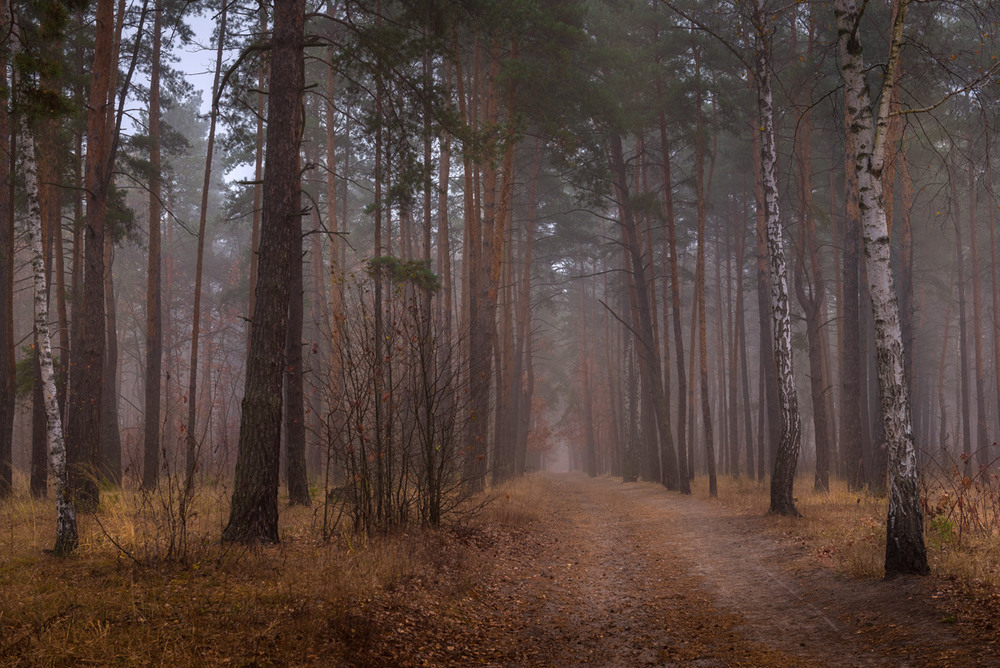 Фотографія Осенний лес одет опять в одежды белого тумана / Галанзовская Оксана / photographers.ua