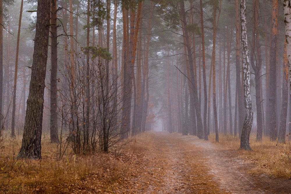 Фотографія В одежды белого тумана вновь наряженный лес стоит / Галанзовская Оксана / photographers.ua