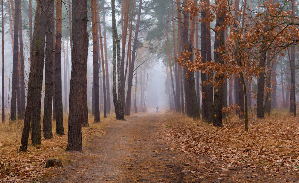 Фотографія Осенний день пьёт белые туманы / Галанзовская Оксана / photographers.ua