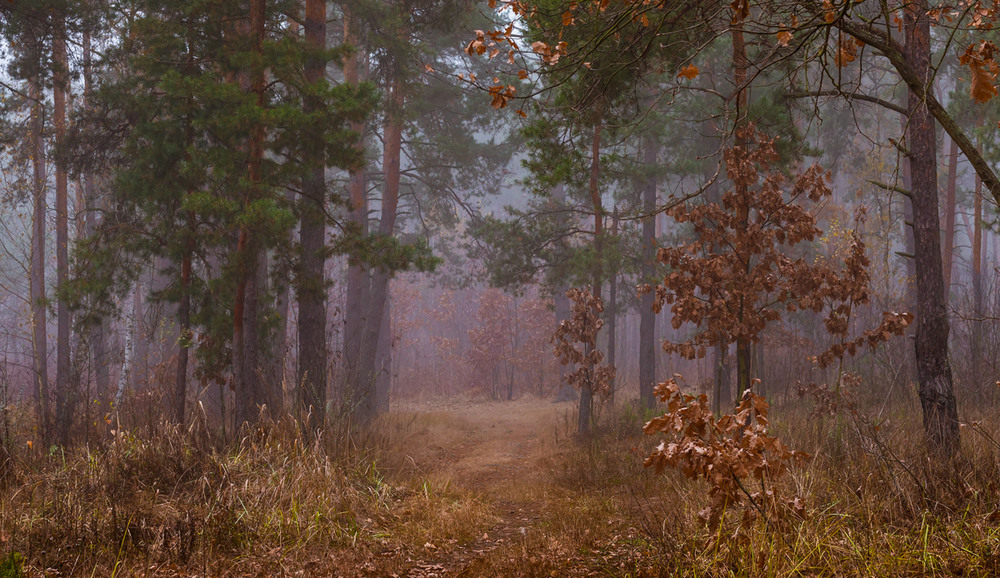 Фотографія И тропы лесные манили меня за собой / Галанзовская Оксана / photographers.ua