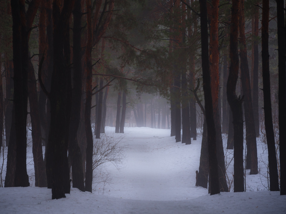 Фотографія Туманы зимние холодные густые / Галанзовская Оксана / photographers.ua