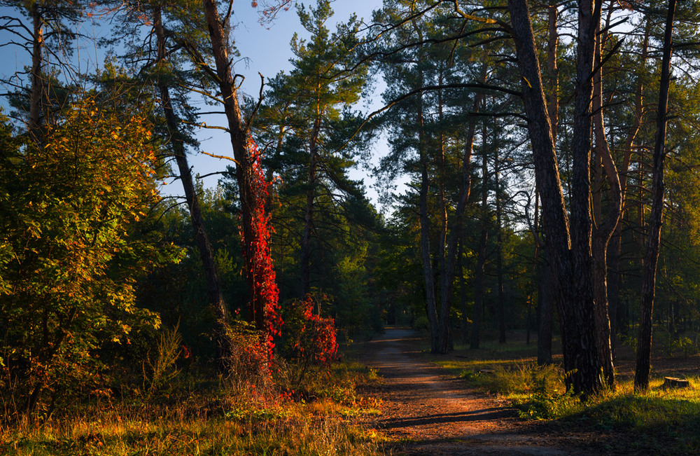 Фотографія Утро в лесу. Октябрь / Галанзовская Оксана / photographers.ua