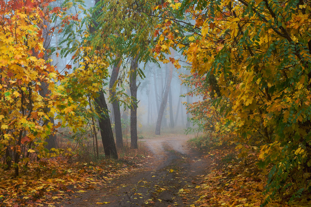 Фотографія И в этом диком буйстве цвета стоит осенний лес густой / Галанзовская Оксана / photographers.ua