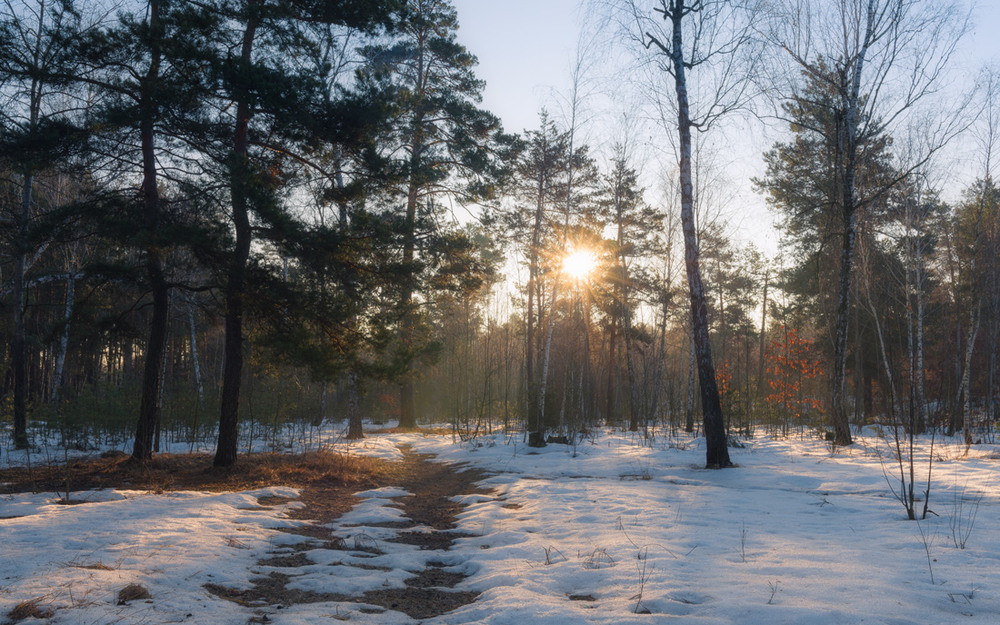 Фотографія Утро в лесу / Галанзовская Оксана / photographers.ua