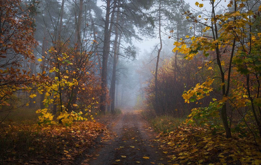 Фотографія Лес осенний наполнился туманом / Галанзовская Оксана / photographers.ua