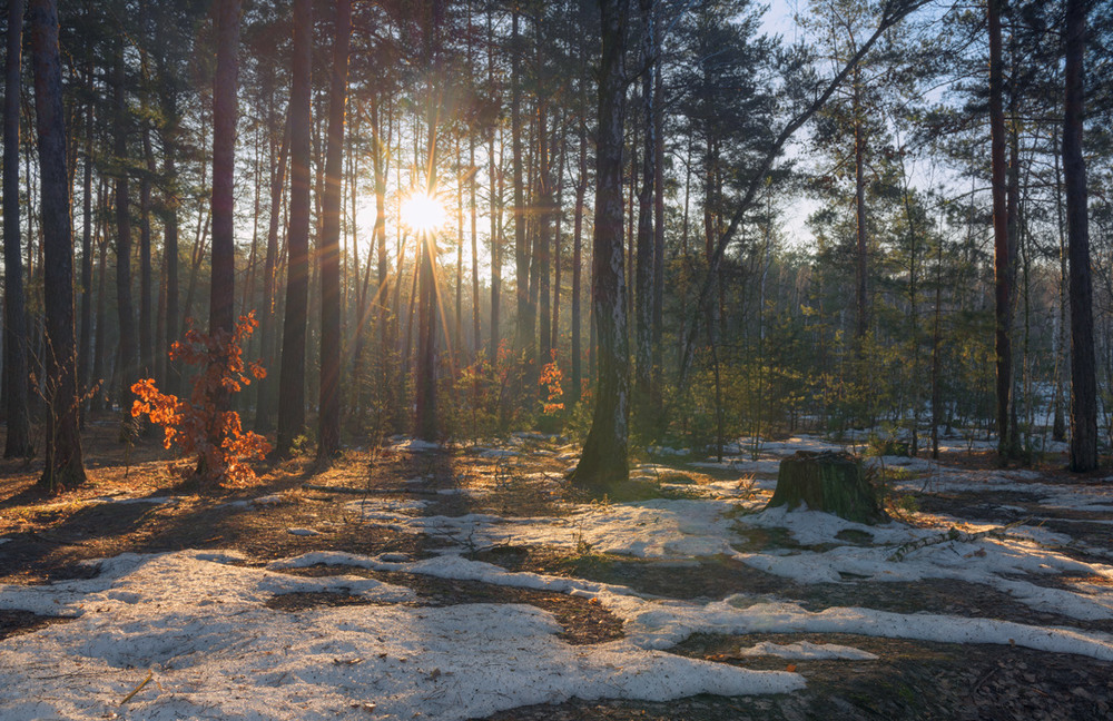 Фотографія Зимнее утро в лесу / Галанзовская Оксана / photographers.ua