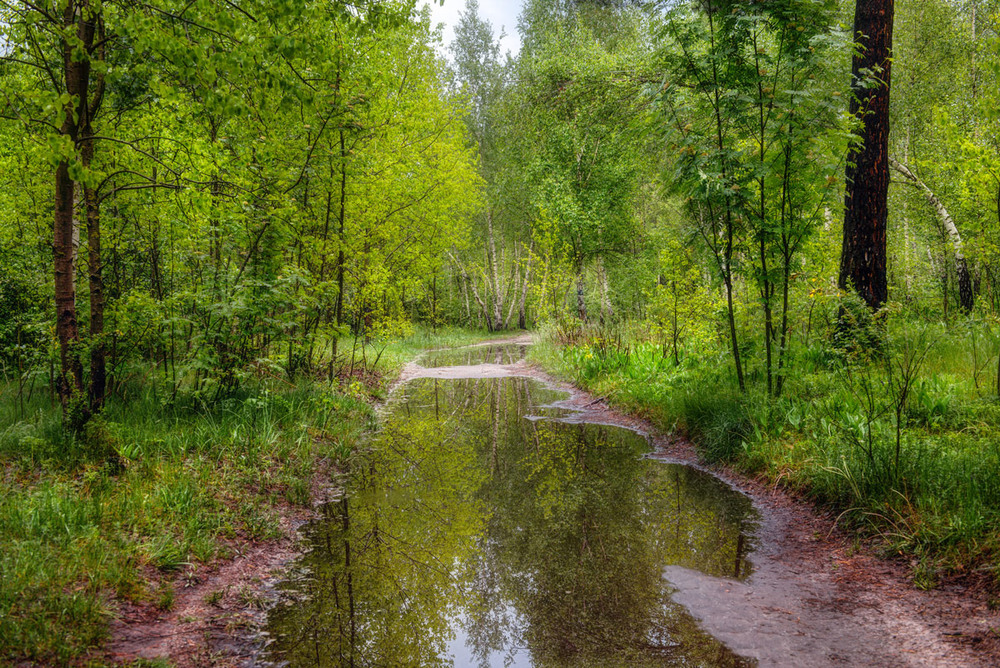 Фотографія И лес, напоённый дождём / Галанзовская Оксана / photographers.ua