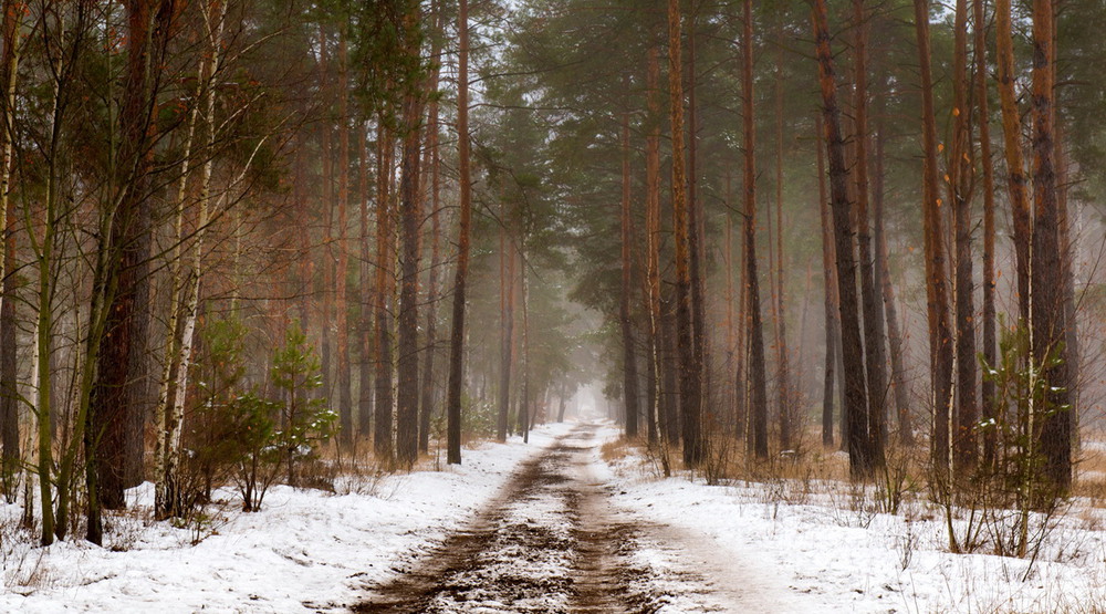 Фотографія Декабрьский лес в тумане тих / Галанзовская Оксана / photographers.ua