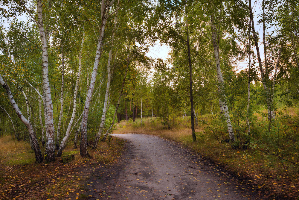 Фотографія А пока ещё время ходить по осеннему лесу / Галанзовская Оксана / photographers.ua