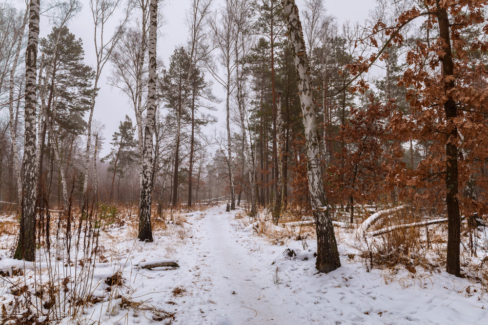 Фотографія Поступью рыжей осень уходит, снег заметает леса / Галанзовская Оксана / photographers.ua