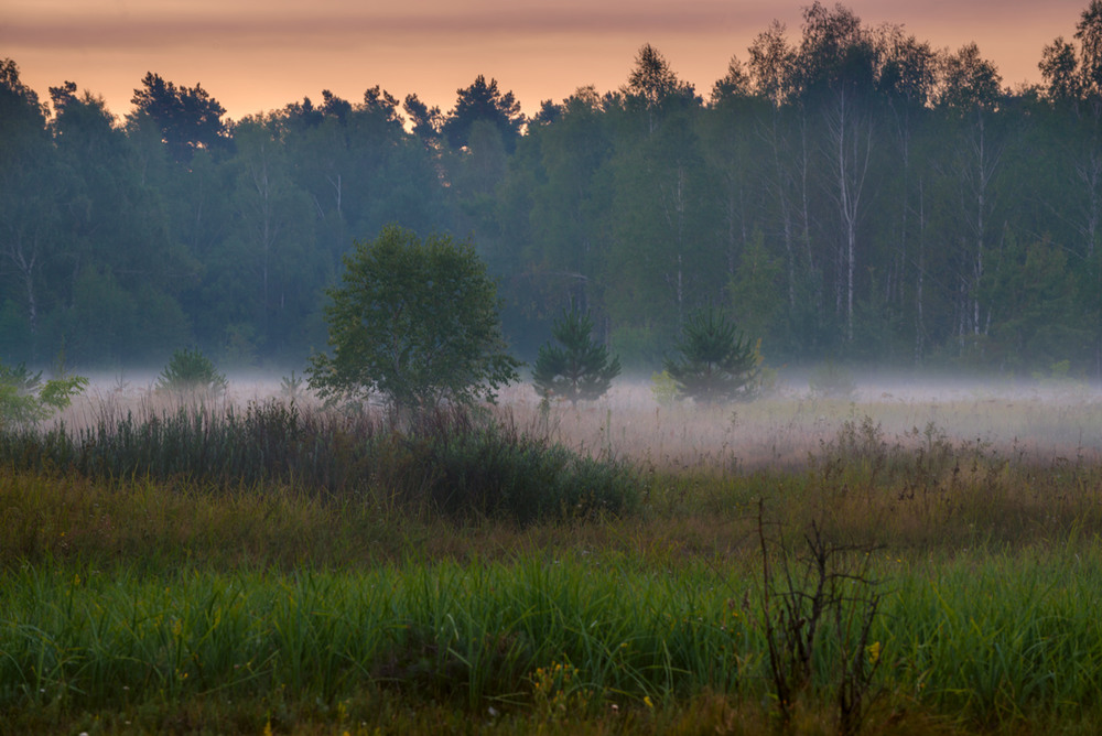 Фотографія Плыл молочный туман, как немая река, на рассвете холодного утра / Галанзовская Оксана / photographers.ua