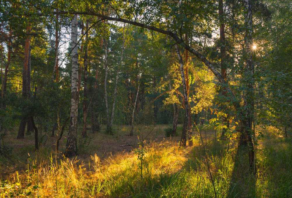 Фотографія Проснулся летний лес / Галанзовская Оксана / photographers.ua