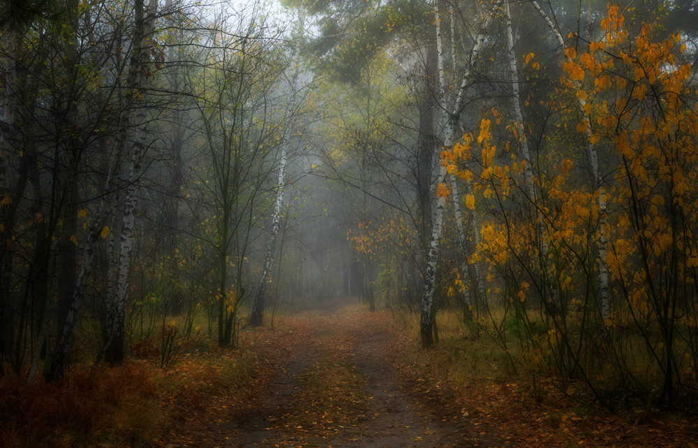 Фотографія Тихо шепоче осінь / Галанзовская Оксана / photographers.ua