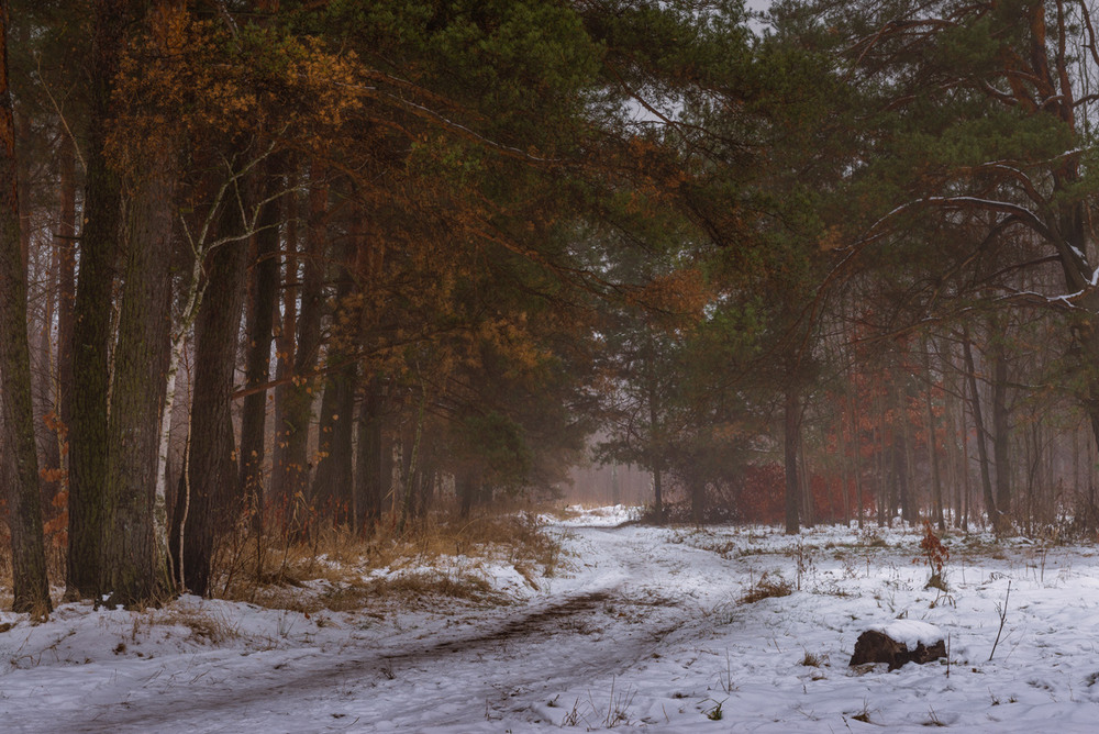 Фотографія Туманными тропами декабря / Галанзовская Оксана / photographers.ua